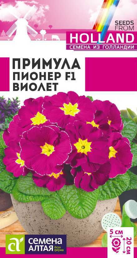 Примула пионер виолет