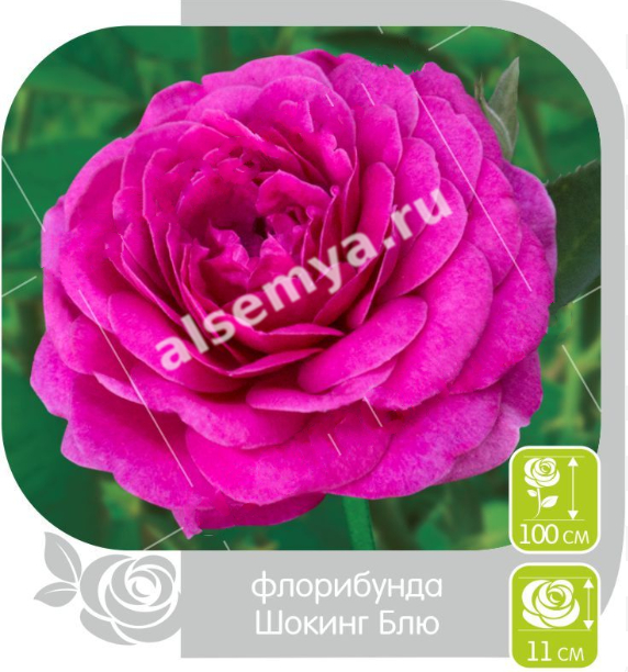 Шокинг блю