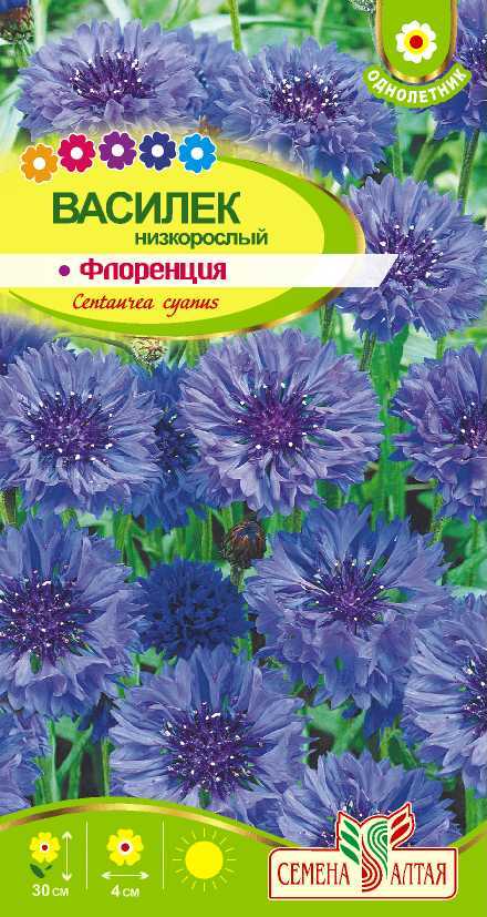 Василек Флоренция