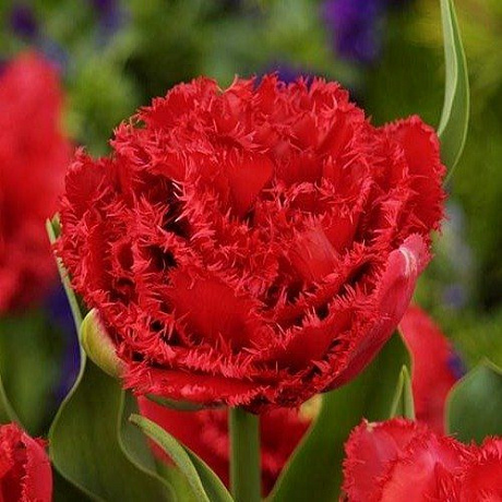 tyulpan-enfild