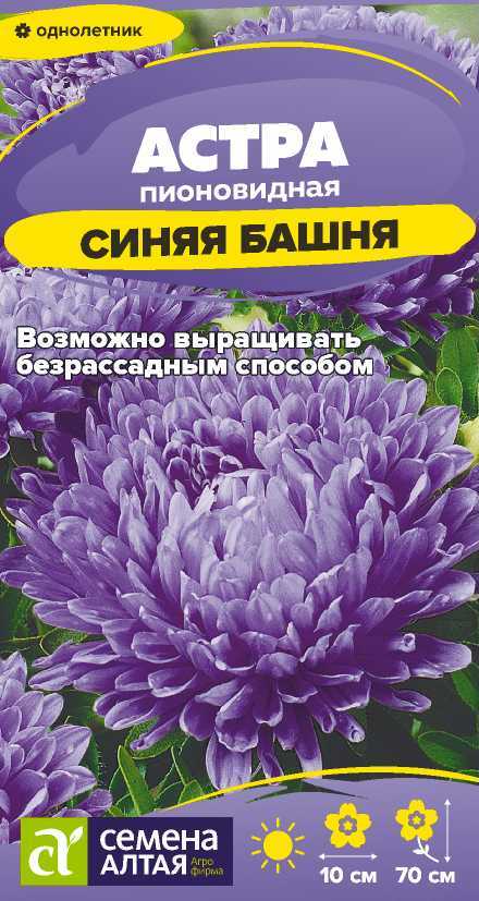 Астра синяя башня