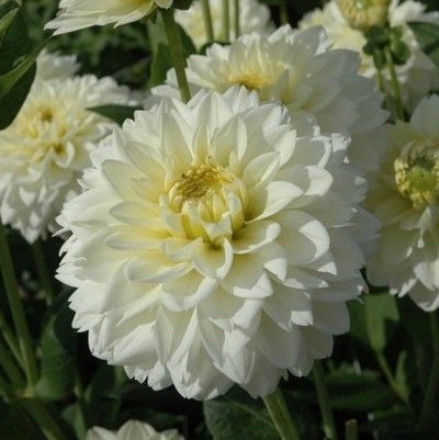 georgina-polar-aise