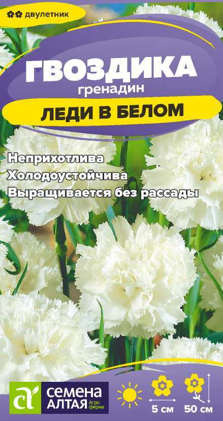 Гвоздика леди в белом