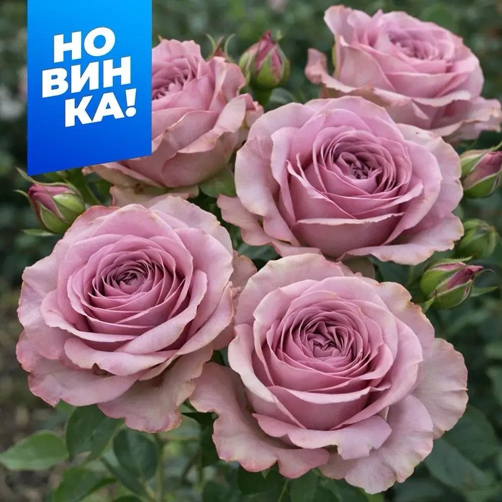 Роза Монмартр