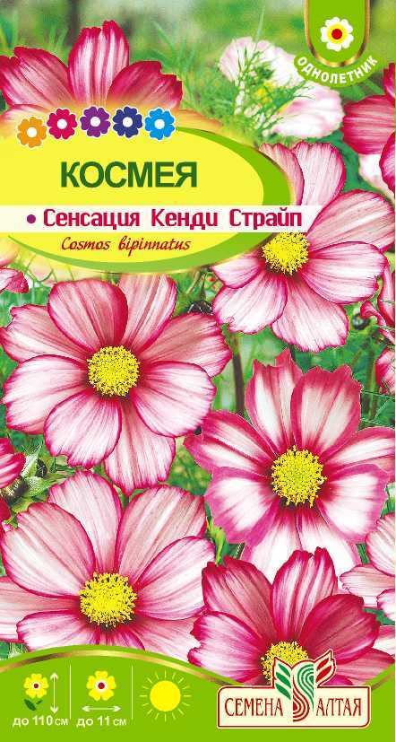 Космея сенсация Кенди Страйп