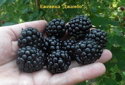ежевика джамбо 2