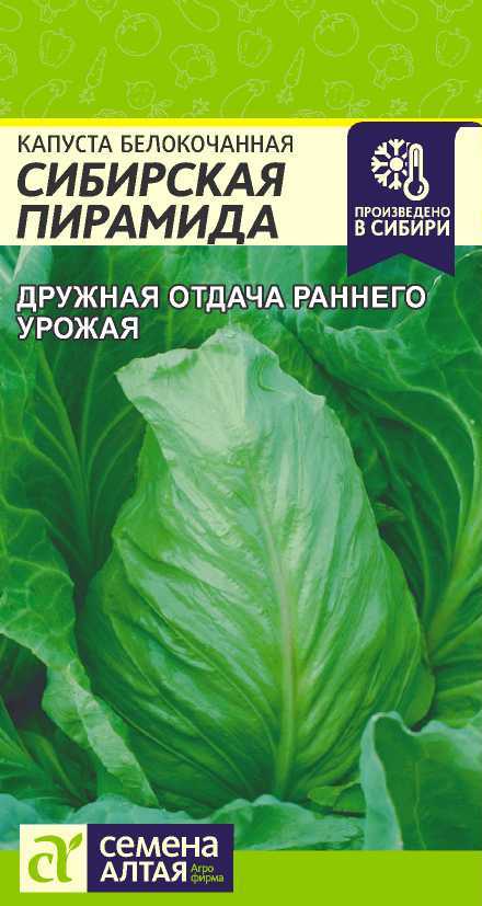Капуста Сибирская пирамида