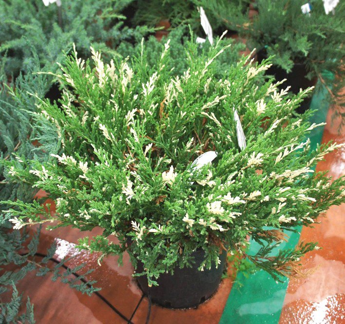 mozhevelnik-andorra-variegata