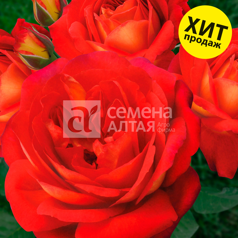 Мид саммер