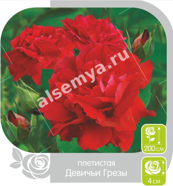 Девичьи Грезы