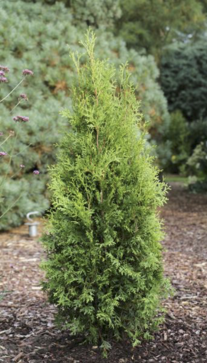 Thuja occidentalis King of Brabant