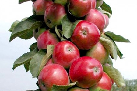 jablonja-kolonovidnaja-vasjugan