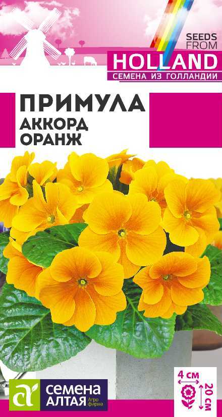 Примула аккорд оранж