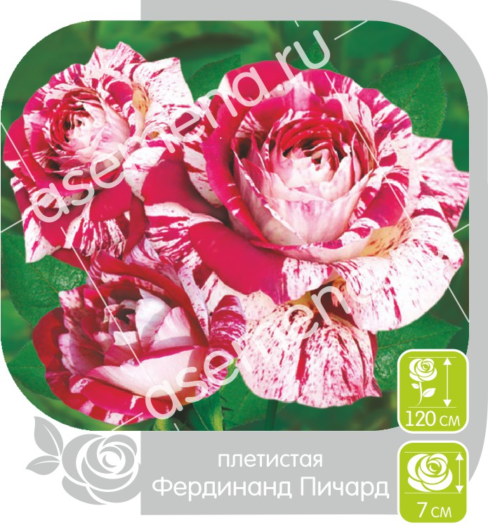 Фердинанд пичард