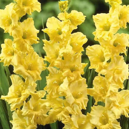 gladiolus-moning-gold