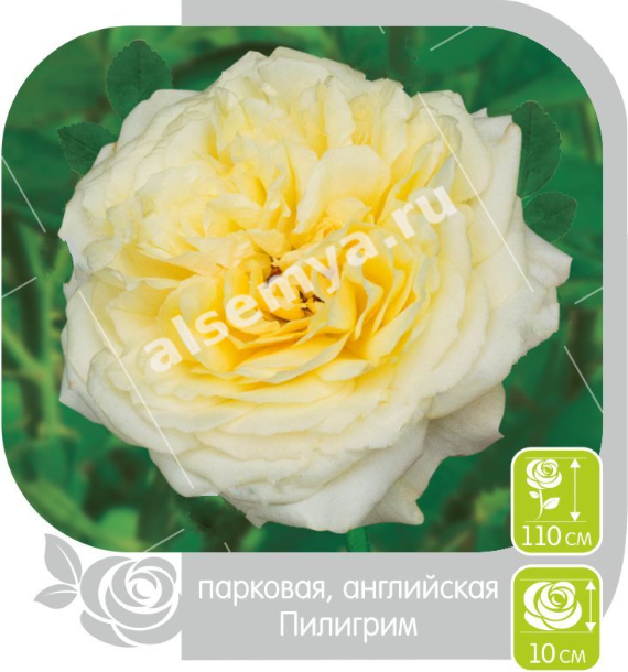 Пилигрим