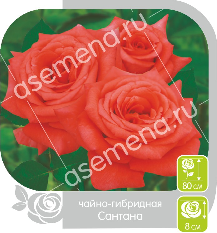 Сантана