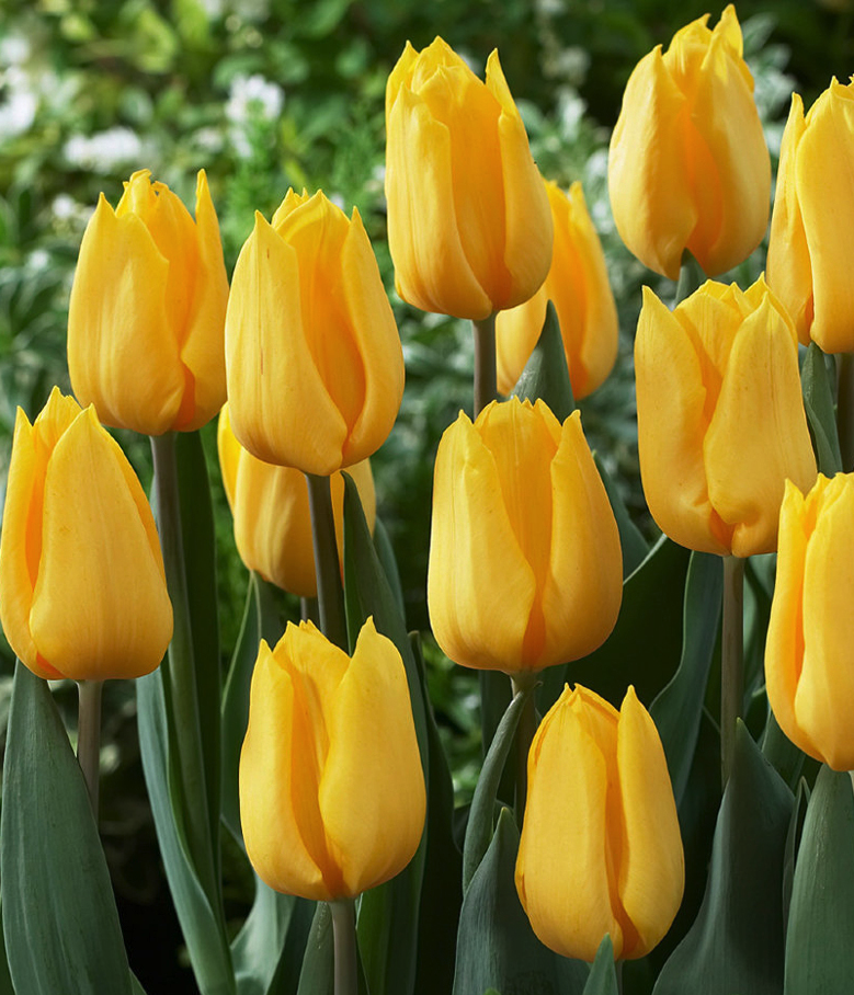 tulpan_Golden_Apeldoorn