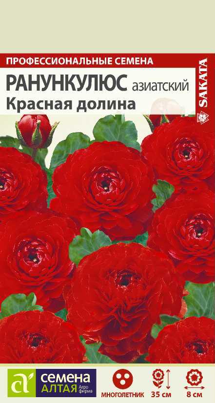 Ранункулюс красная долина