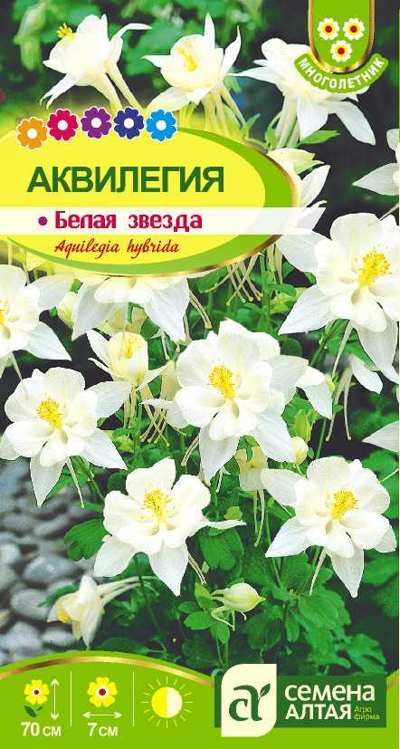 Аквилегия Белая звезда цп