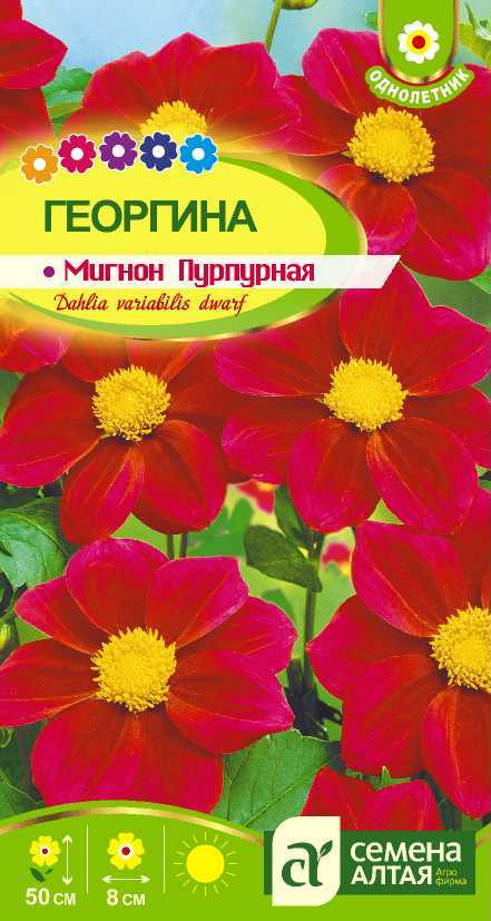 Мигнон пурпурная цп