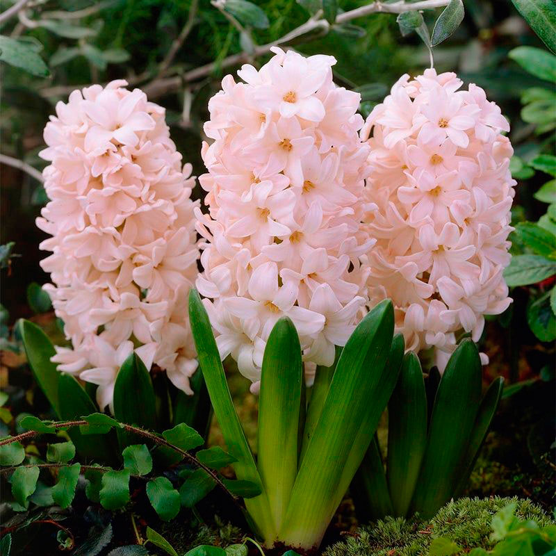 tyulpan-china-pink