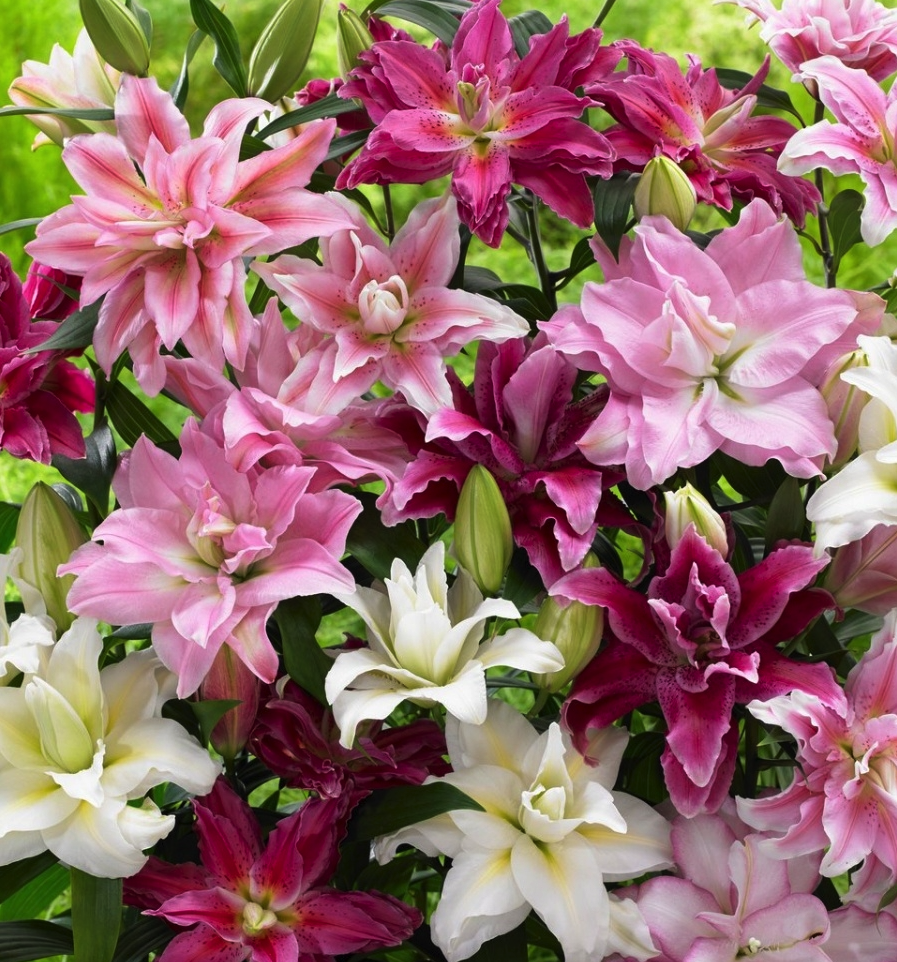 Лилия Розеили Смесь