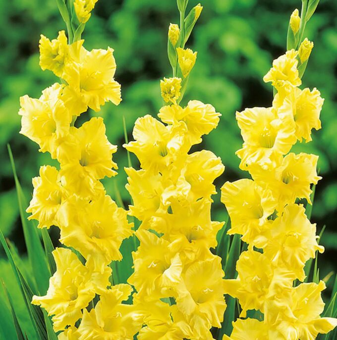gladiolus-jestar-gold