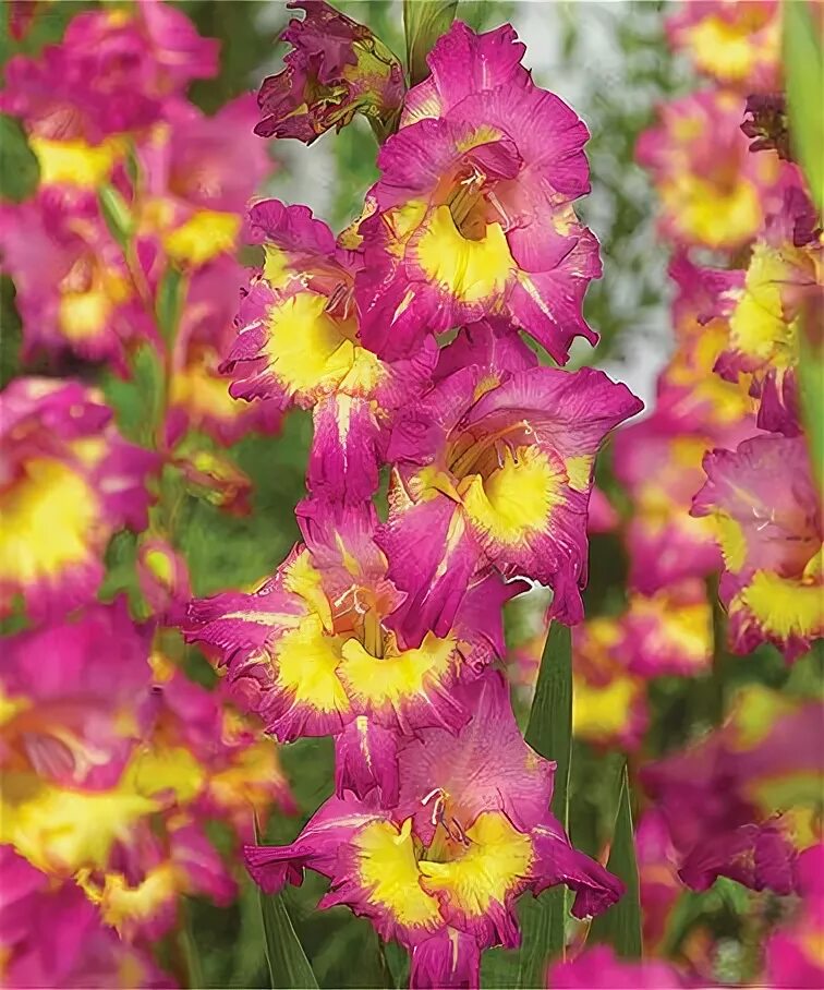 gladiolus-far-vest