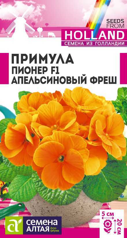 Примула пионер апельсиновый