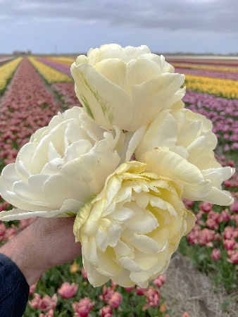 Tulipa Wedding Dream