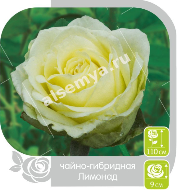 Лимонад