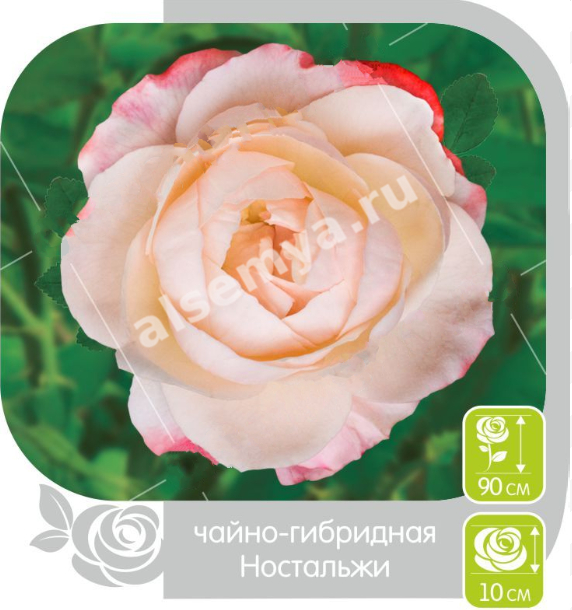 Ностальжи