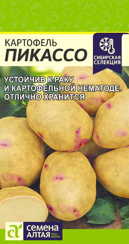 Kartofel-pikasso