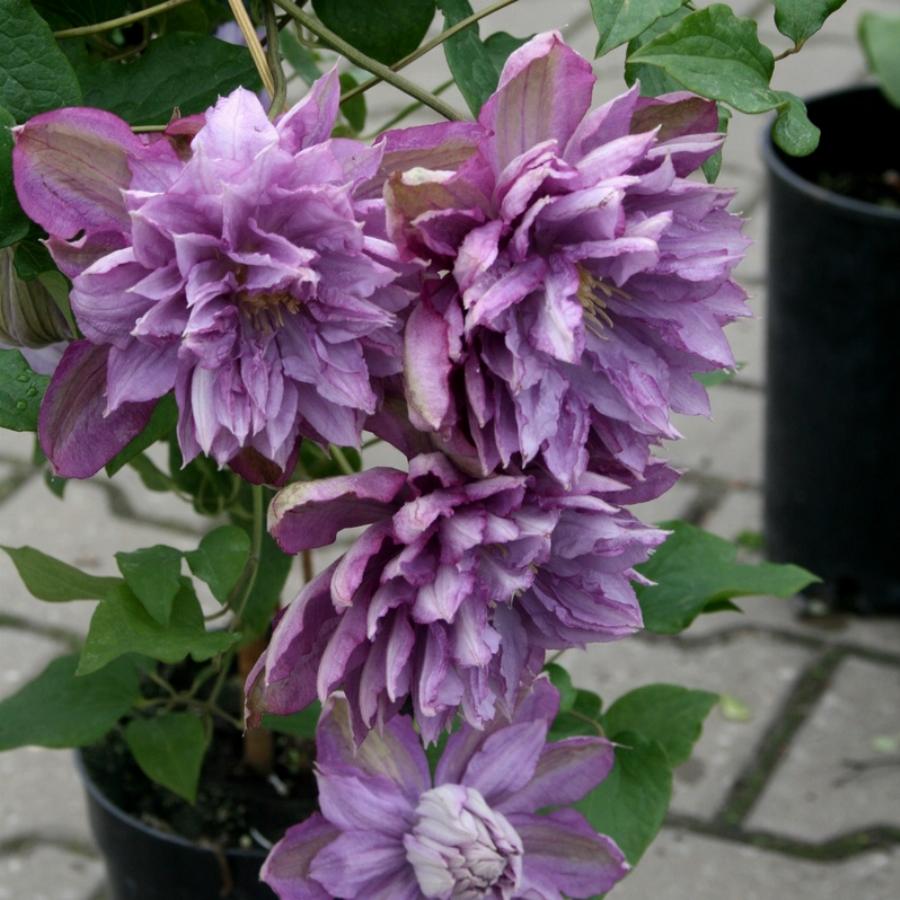 klematis_proteus