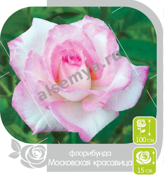 Московская красавица