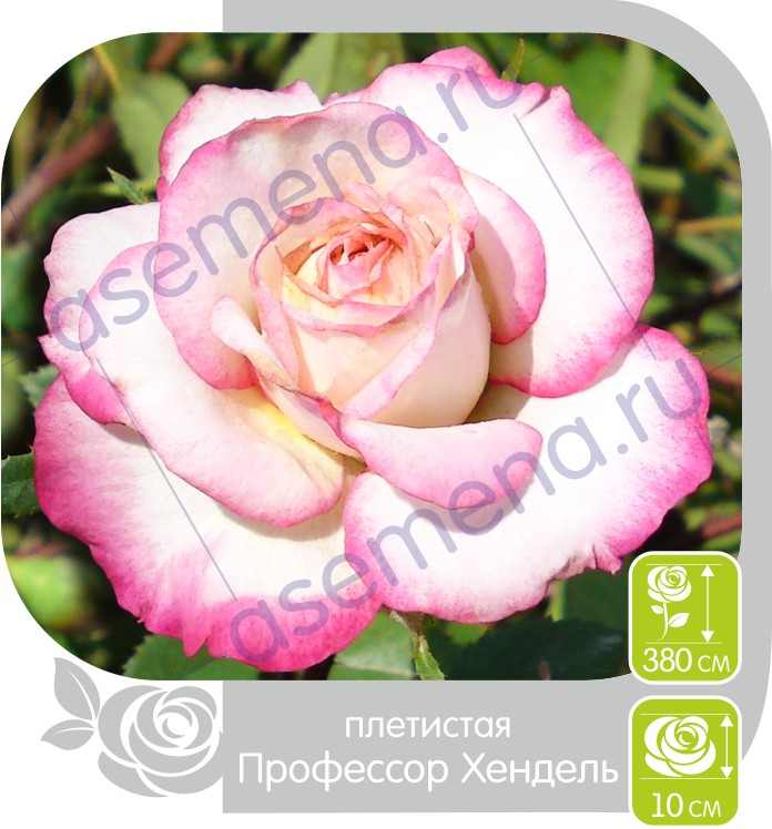 Профессор Хендель