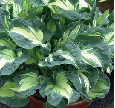 Hosta Golden Meadows