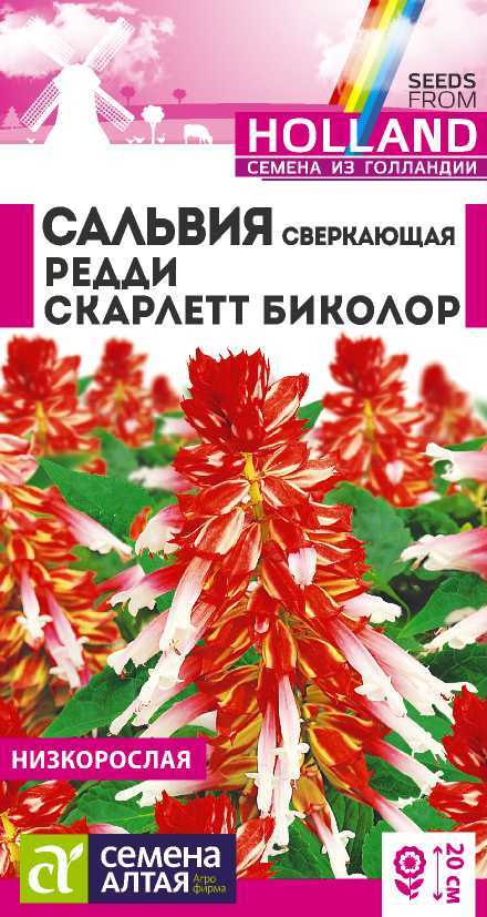 Сальвия редди скарлет биколор