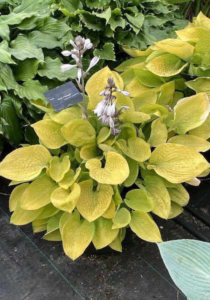 Hosta Glad Tidings