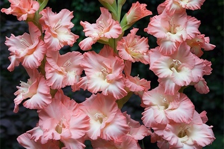 gladiolus_monte_gorde