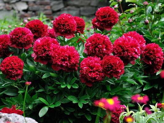 pion_red_grace2