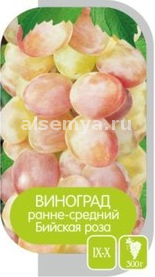Бийская роза2