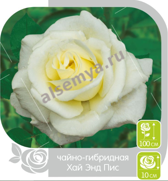 Хай энд пис