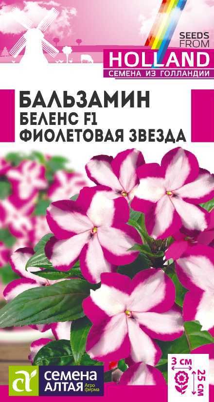 Бальзамин беленс фиолетовая