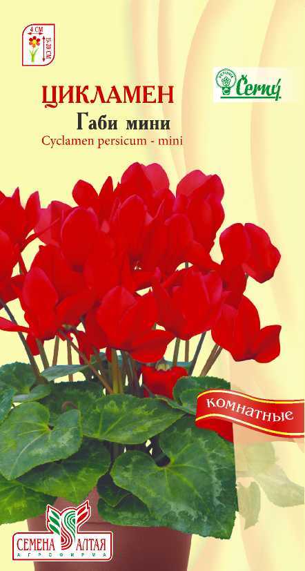 Цикламен габи мини 2