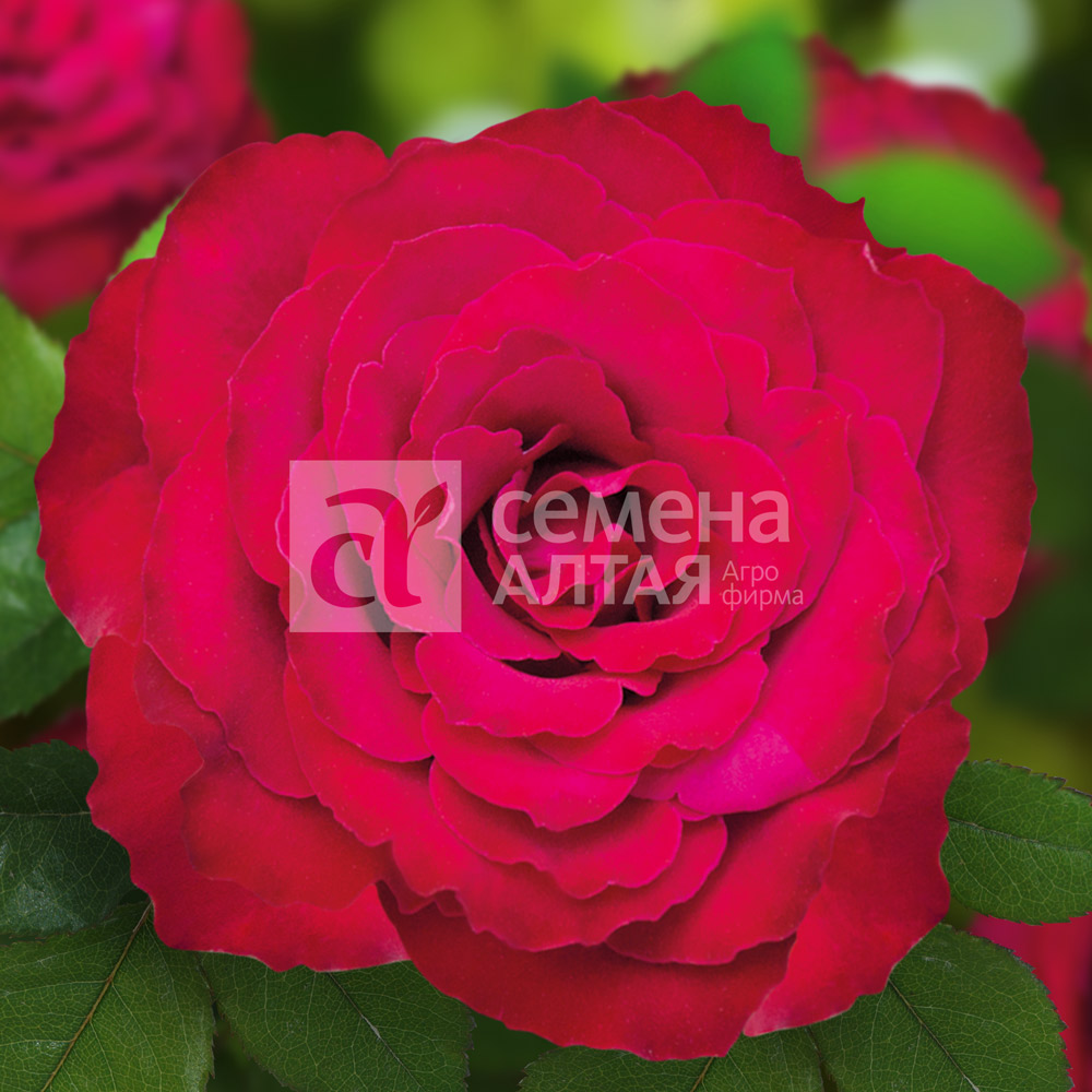 Родос