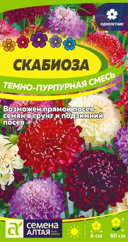 Скабиоза темно-пурпурная