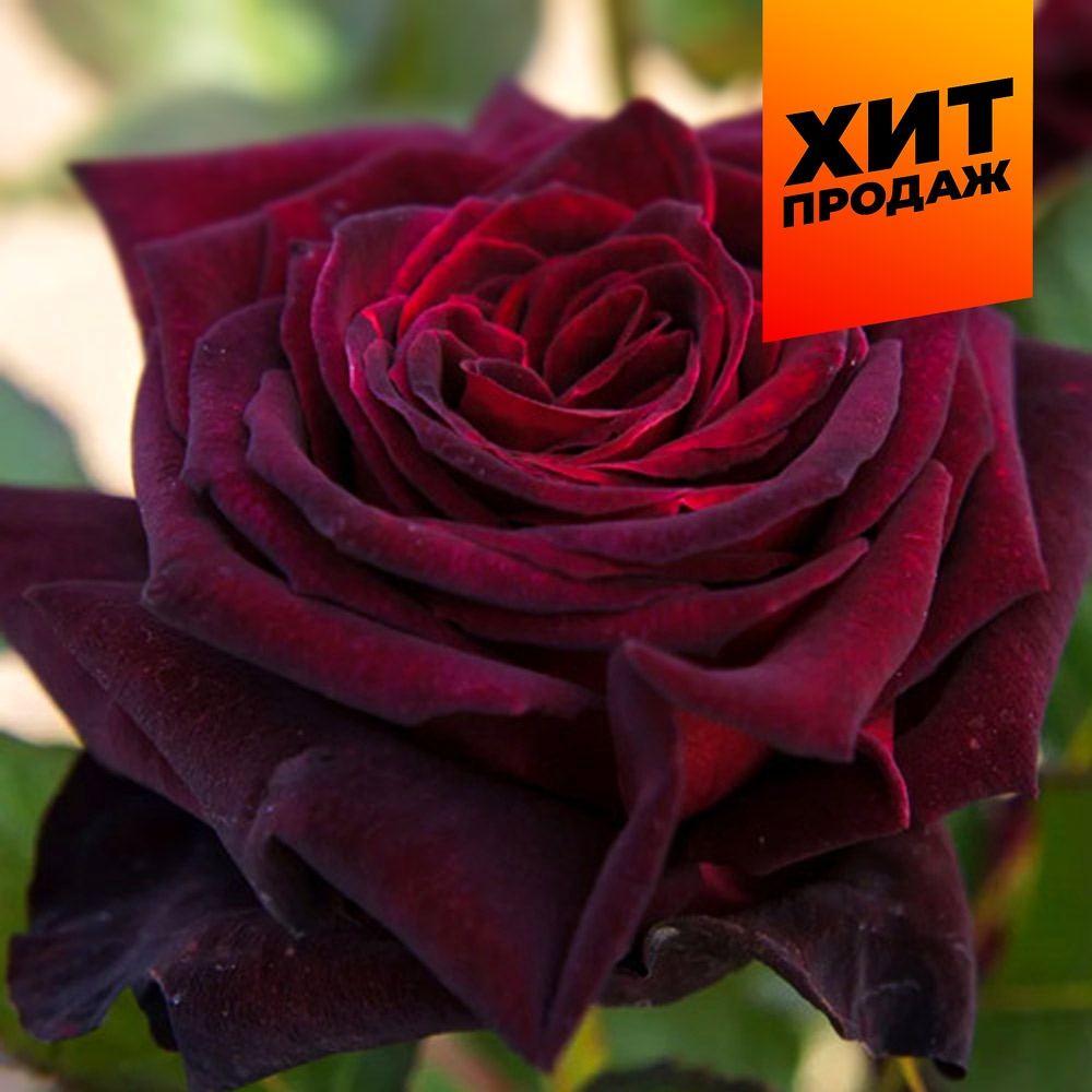 Роза Блек Баккара