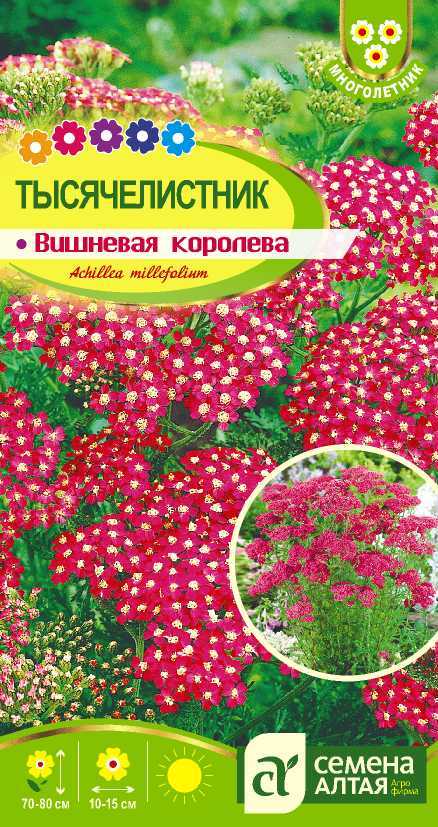 Тысячелистник вишневая королева цп
